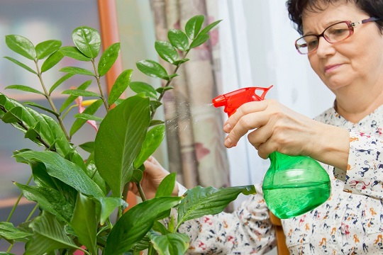 does-your-senior-have-a-penchant-for-indoor-plants